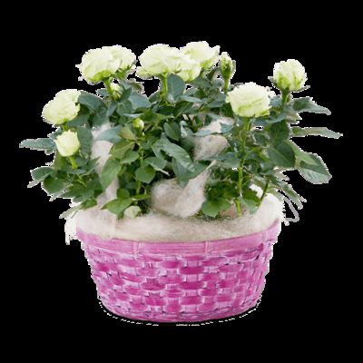 Rosen im Korb von Fleurop auf blumen.de
