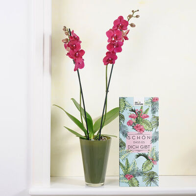rot-violette Orchidee  von Blume2000.de auf blumen.de