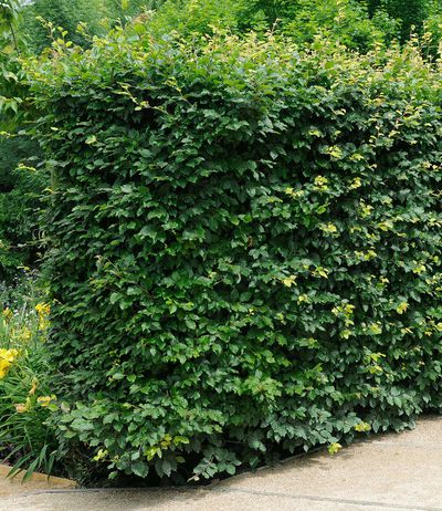 Rotbuchen-Hecke von BALDUR-Garten auf blumen.de