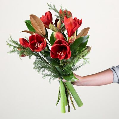 Rote Amaryllis von Blume2000.de auf blumen.de