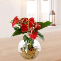 Rote Anthurie  von FloraPrima auf blumen.de