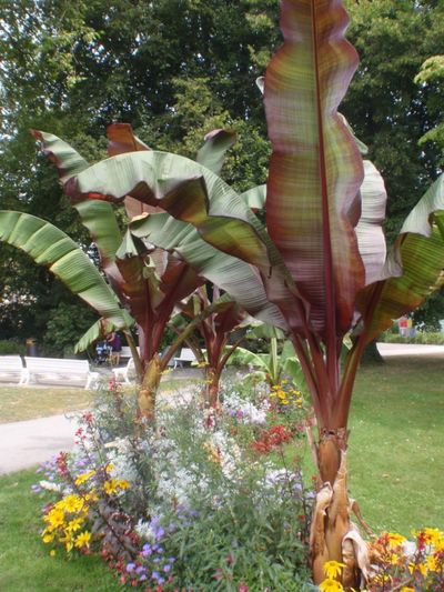 Rote Banane, Ensete ventricosum Maurelii von Der Palmenmann auf blumen.de