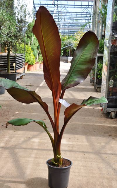 Rote Banane von Der Palmenmann auf blumen.de