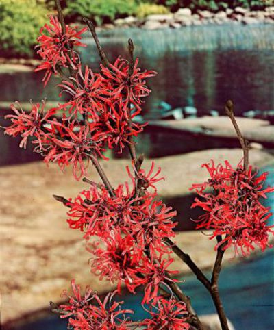 Rote Chinesische Zaubernuss von Bakker auf blumen.de