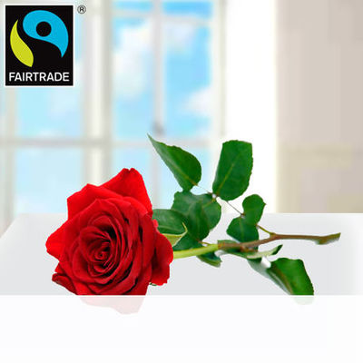 Rote Edelrose von 1-2-3Blumenversand.de auf blumen.de