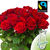 Rote FAIRTRADE Rosen im Bund  von FloraPrima auf blumen.de