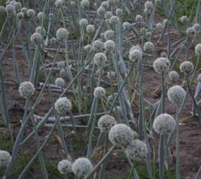 Rote Gemüsezwiebel  von PflanzenFee auf blumen.de