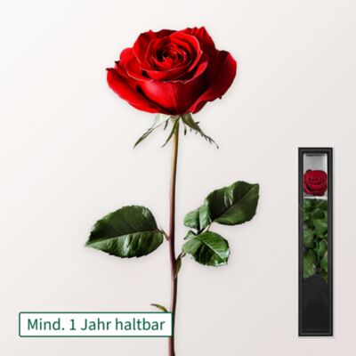 Rote haltbare Rose  von FloraPrima auf blumen.de
