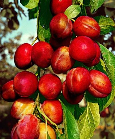 Rote Pflaume von Bakker auf blumen.de