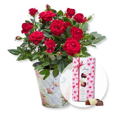 Rote Rose im romantischen Nostalgie-Topf  von Valentins auf blumen.de