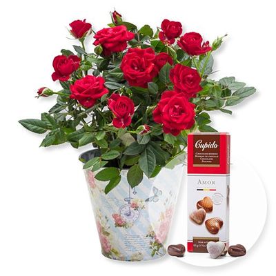 Rote Rose im romantischen Nostalgie-Topf  von Valentins auf blumen.de