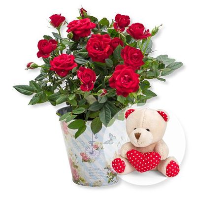 Rote Rose im romantischen Nostalgie-Topf von Valentins auf blumen.de