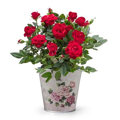 Rote Rose  von Valentins auf blumen.de