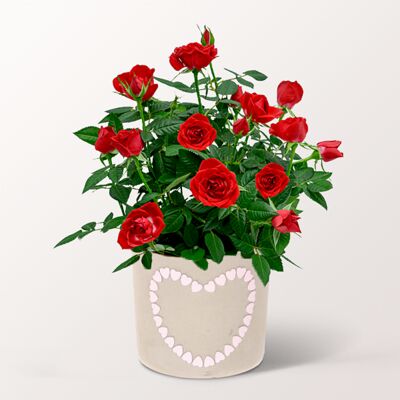 Rote Rose  von 1-2-3Blumenversand.de auf blumen.de