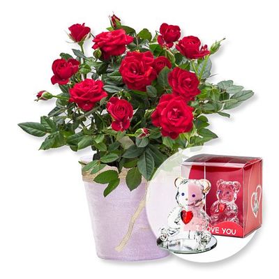 Rote Rose im Topf von Valentins auf Blumen.de kaufen