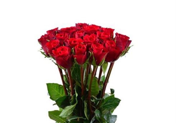 Rote Rosen von BestFlowers auf blumen.de