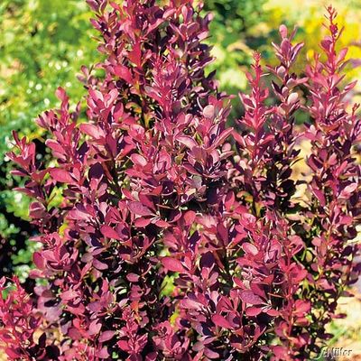 Rote Säulen-Berberitze von Garten Schlüter auf blumen.de