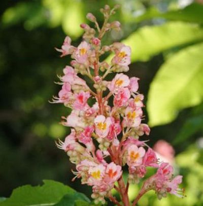 Rote Strauchkastanie von Nr-01 Pflanzenversand auf blumen.de