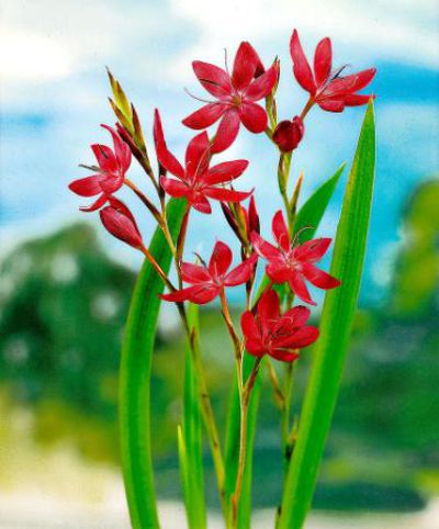 Rote Sumpfgladiole (Schizostylis coccinea) von Bakker auf blumen.de