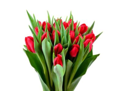 Rote Tulpen von BestFlowers auf blumen.de