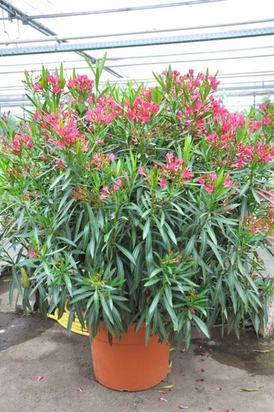 Roter Oleander  von Der Palmenmann auf blumen.de