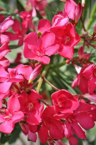 Roter Oleander  von Der Palmenmann auf blumen.de