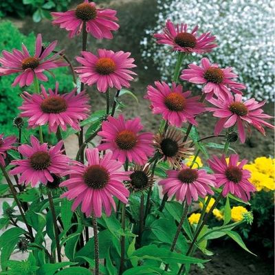 Roter Sonnenhut von Gärtner Pötschke auf blumen.de