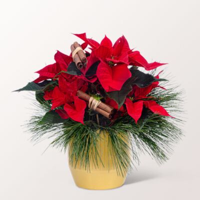 Roter Weihnachtsstern von FloraPrima auf blumen.de