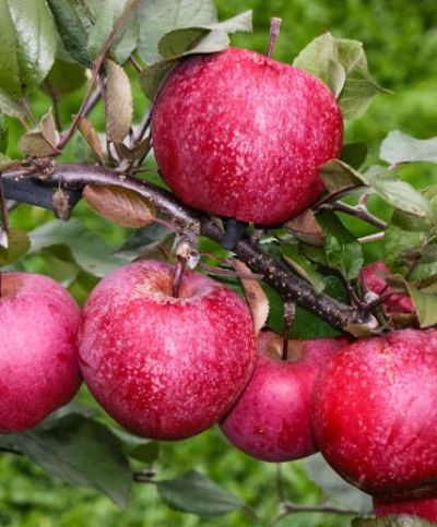 Rotfleischiger Apfel von Bakker auf blumen.de