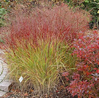 Rutenhirse Shenandoah von Nr-01 Pflanzenversand auf blumen.de