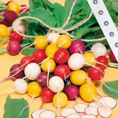 Saatband  Radieschen Bunte Farbpalette von Gärtner Pötschke auf blumen.de