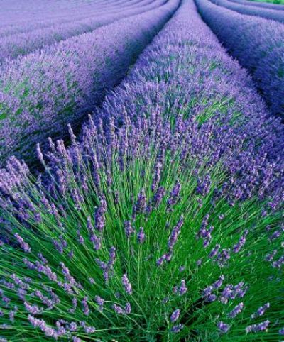 Saatband Lavendel von Bakker auf blumen.de