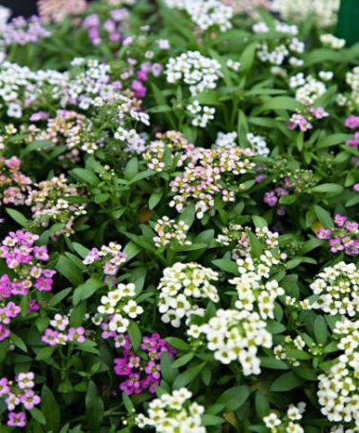 Saatband Steinkraut 'Aphrodite' gemischt von Bakker auf blumen.de