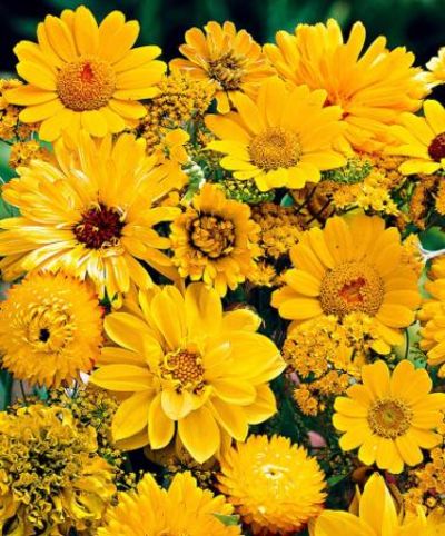 Saatmatte für ein gelbes Beet von Bakker auf blumen.de