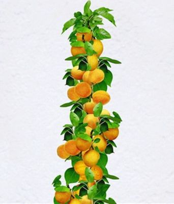 Säulen-Aprikose von BALDUR-Garten auf blumen.de