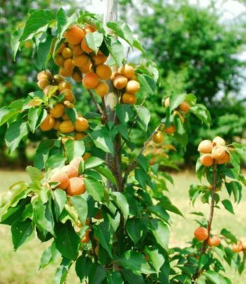 Säulen-Aprikose Armi Col® von GartenXXL auf blumen.de