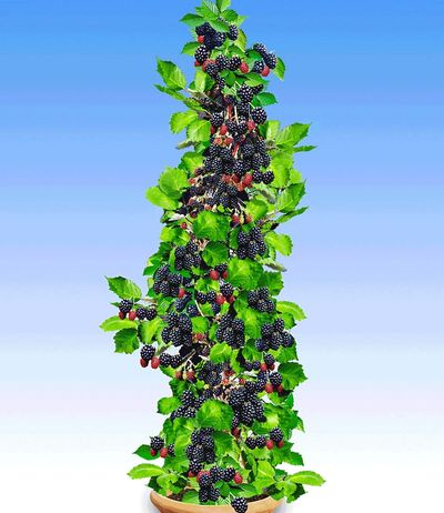 Säulen-Brombeeren Navaho® ´Big&Early von GartenXXL auf blumen.de