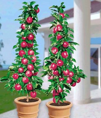 Säulenapfel Baya Marisa von BALDUR-Garten auf blumen.de