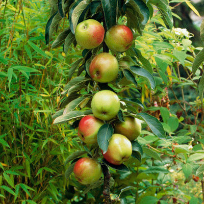 Säulenapfel Rhapsodie® von Gärtner Pötschke auf blumen.de