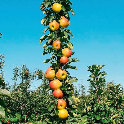 Säulenapfel Rondo® von Gärtner Pötschke auf blumen.de