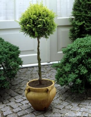 Säulenzypresse als Kugel-Stämmchen von GartenXXL auf blumen.de