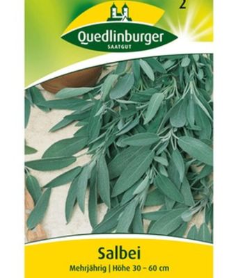 Salbei mehrjährig von BALDUR-Garten auf blumen.de