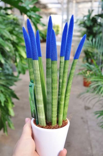 Sanseveria Velvet Touch - Blau von Der Palmenmann auf blumen.de