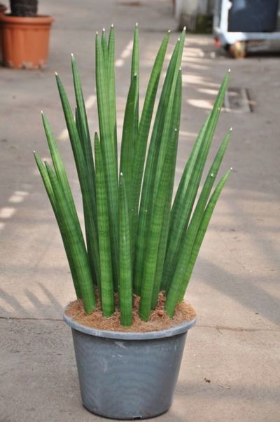 Sansevieria cylindrica -Tower- von Der Palmenmann auf blumen.de