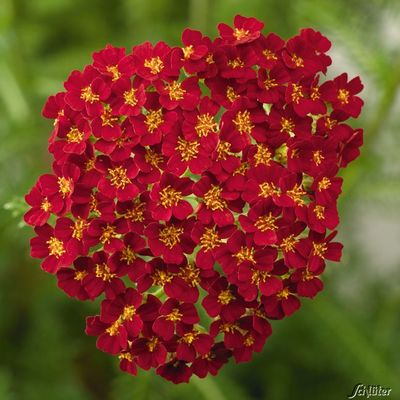 Schafgarbe 'Desert Eve Red®' von Garten Schlüter auf blumen.de