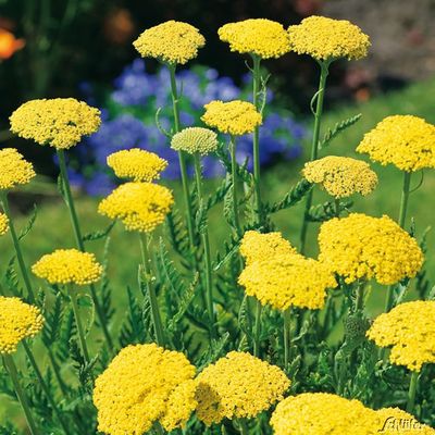 Schafgarbe 'Summer Gold' von Garten Schlüter auf blumen.de