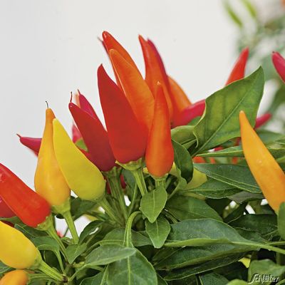 Scharfer Gewürzpaprika ´Texana Hot Red´ von Garten Schlüter auf blumen.de