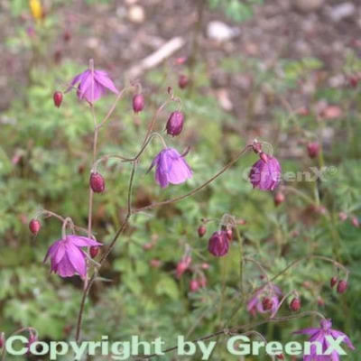 Scheinakelei von Nr-01 Pflanzenversand auf blumen.de