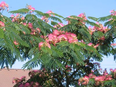 Schlafbaum (Albizia julibrissin Ombrella) von Der Palmenmann auf blumen.de