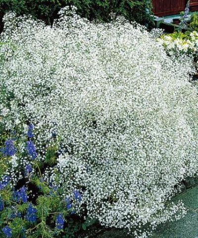 Schleierkraut - Gypsophila paniculata von Bakker auf blumen.de